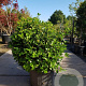 Viburnum tinus 80-100 cm container met stok