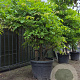 Wisteria sinensis 200-250 cm cont. 150L stam