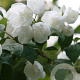 Philadelphus 'Virginal' 60-80 cm container