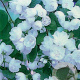 Philadelphus 'Virginal' 60-80 cm container