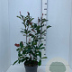 Photinia fraseri 'Camilvy' 60-80 cm 7,5L
