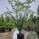 Zelkova serrata 200-250 cm container meerstammig extra