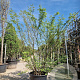 Zelkova serrata 250-300 cm container meerstammig 3 stam