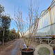 Cornus k. 'Milky Way' 175-200 cm container meerstammig