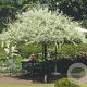 Pyrus salicifolia 'Pendula' 120 cm stam 10L