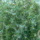 Pyrus salicifolia 'Pendula' 120 cm stam 10L