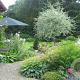 Pyrus salicifolia 'Pendula' 120 cm stam 10L