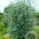 Pyrus salicifolia 'Pendula' 120 cm stam 10L