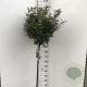 Elaeagnus ebb. 'Compacta' 90 cm stam 10L
