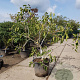 Ficus carica 125-150 cm container meerstammig