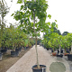 Ficus carica 120 cm stam container 18-20