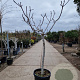 Ficus carica 100 cm stam container 14-16