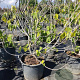 Ficus carica 150-175 cm container meerstammig