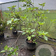 Ficus carica 150-175 cm container meerstammig