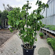 Ficus carica 150-175 cm container meerstammig