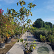 Ficus carica 200-250 cm container meerstammig