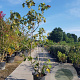 Ficus carica 200-250 cm container meerstammig