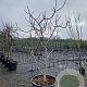 Ficus carica 200-250 cm cont. 130L meerstammig