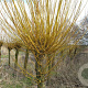 Salix alba 'Chermesina' 400-450 cm container solitair