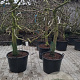 Malus d. 'Elstar' 30-40 cm cont. 130L solitair najaarspotting