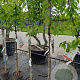 Prunus a. 'Kordia' halfstam 7,5L