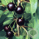 Prunus a. 'Kordia' halfstam 7,5L