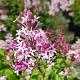 Syringa 'Red Pixie' 80-100 cm met kluit