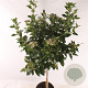 Viburnum tinus 60 cm stam 5,0L