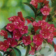 Weigela 'Bristol Ruby' 120 cm stam 12L