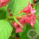 Weigela 'Bristol Ruby' 120 cm stam 12L