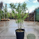 Prunus subh. 'Autumnalis' 200-250 cm container meerstammig extra