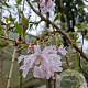 Prunus subh. 'Autumnalis' 200-250 cm container meerstammig extra