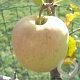 Malus d. 'Golden Delicious' hoogstam 20L