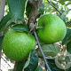 Malus d. 'Granny Smith' 16-18HA container