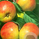 Malus d. 'Gravensteiner' hoogstam 20L