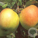Malus d. 'James Grieve' halfstam 7,5L
