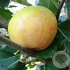 Malus d. 'James Grieve' hoogstam 20L