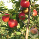 Malus d. 'Santana' hoogstam 20L