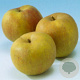 Malus d. 'Schone van Boskoop' halfstam 7,5L