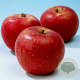 Malus d. 'Sterappel' halfstam 7,5L