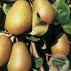 Pyrus c. 'Beurré Hardy' 12-14 HO container