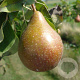 Pyrus c. 'Gieser Wildeman' 12-14 HO container