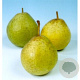 Pyrus c. 'Noordholl. Suikerpeer' 12-14 HO container