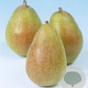 Pyrus c. 'Williams' halfstam 7,5L
