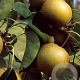 Pyrus pyrifolia 'Kosui' 8-10 HO container