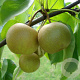 Pyrus pyrifolia 'Niitaka' 8-10 HO container