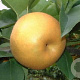 Pyrus pyrifolia 'Niitaka' 8-10 HO container