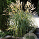 Miscanthus sin. 'Yaku Jima' GM P9
