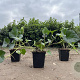 Hedera hibernica 30-40 cm P9