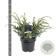 Juniperus chin. 'Blue Alps' 30-40 cm 3,0L